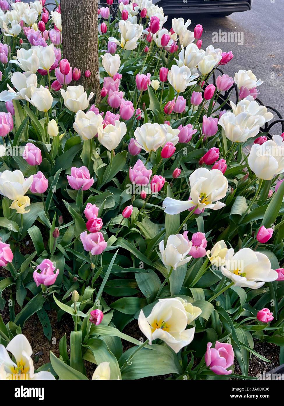 Flowers in Spring - Smartphone Captured Stock Image