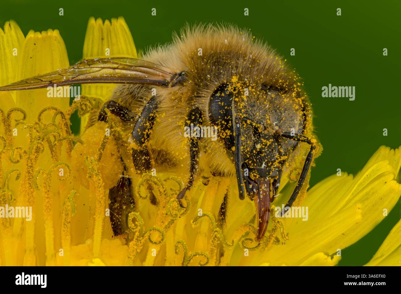 Pollen On The Tongue Of A Honey Bee Tongue Of A Honey Bee Stock Photo pollen-on-the-tongue-of-a-honey-bee-tongue-of-a-honey-bee-stock-photo