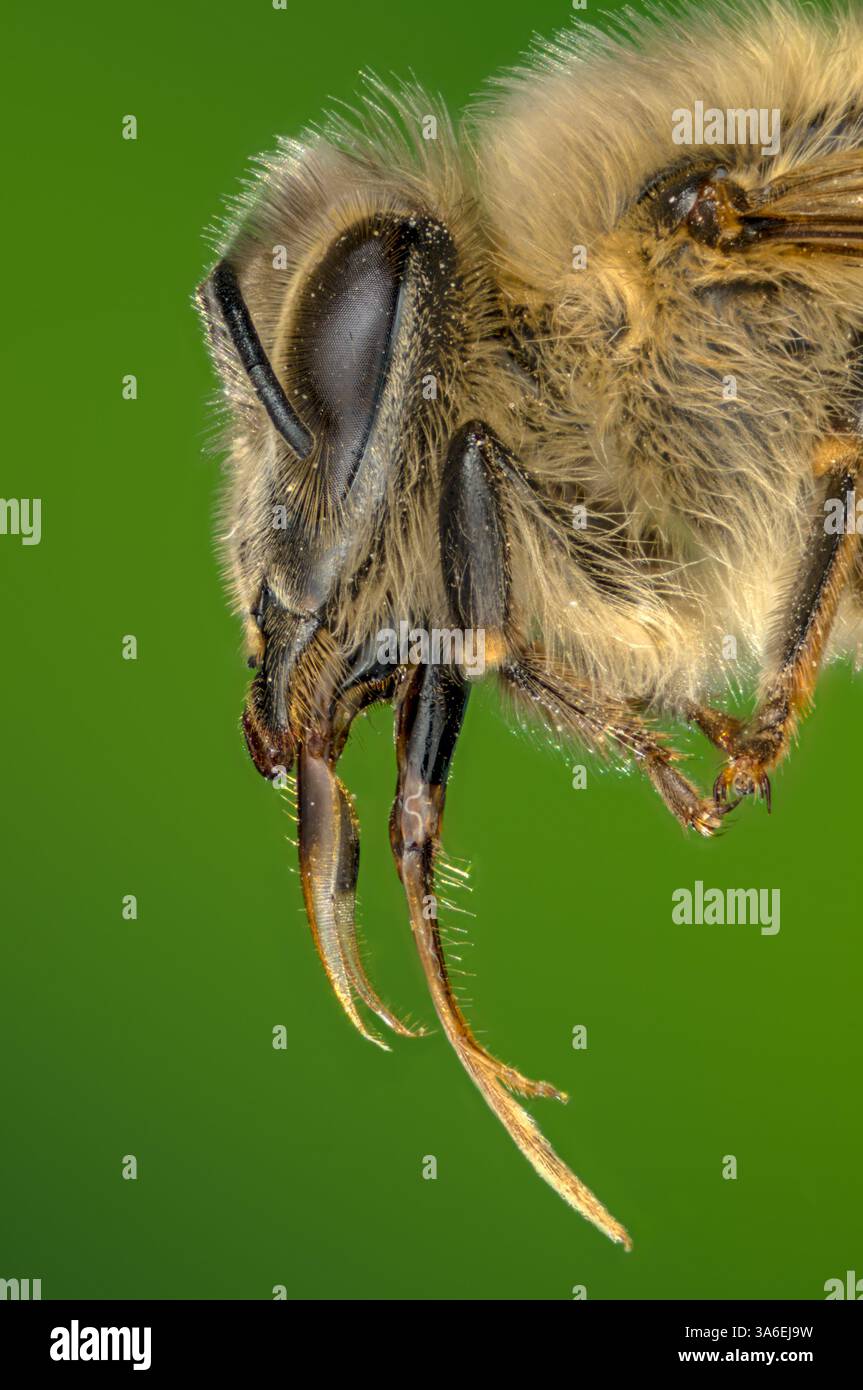 Head and tongue of a honey bee in a macro image, Tongue of a honey bee ...