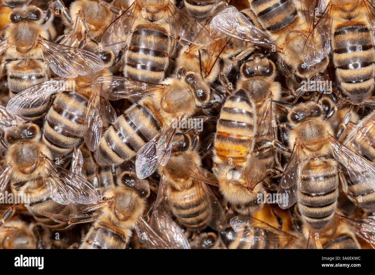 Accumulation of honey bees on honeycombs Stock Photo