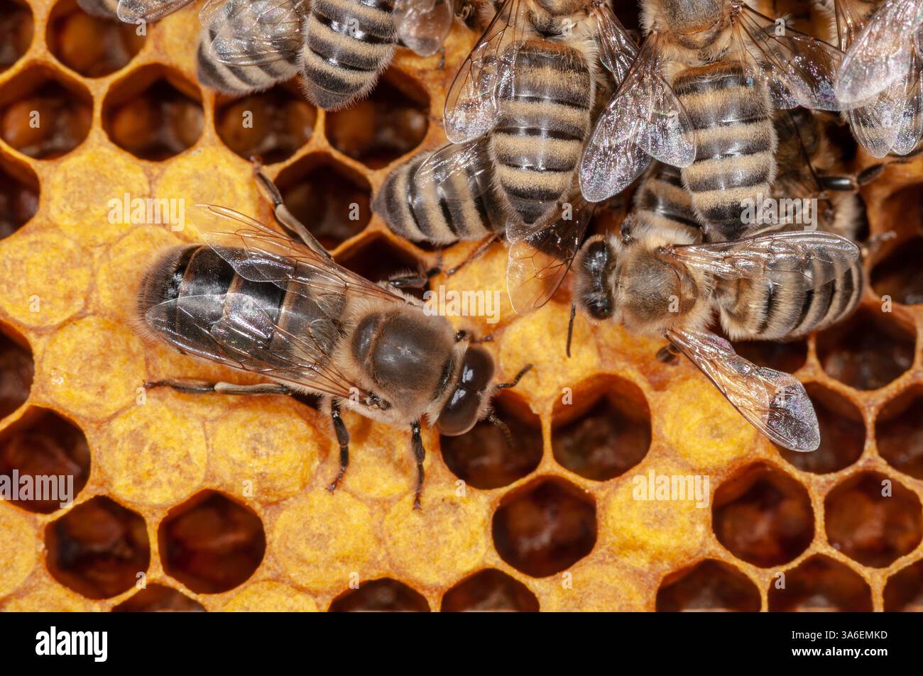 Honey bees, worker bees and drone on honeycombs Stock Photo - Alamy