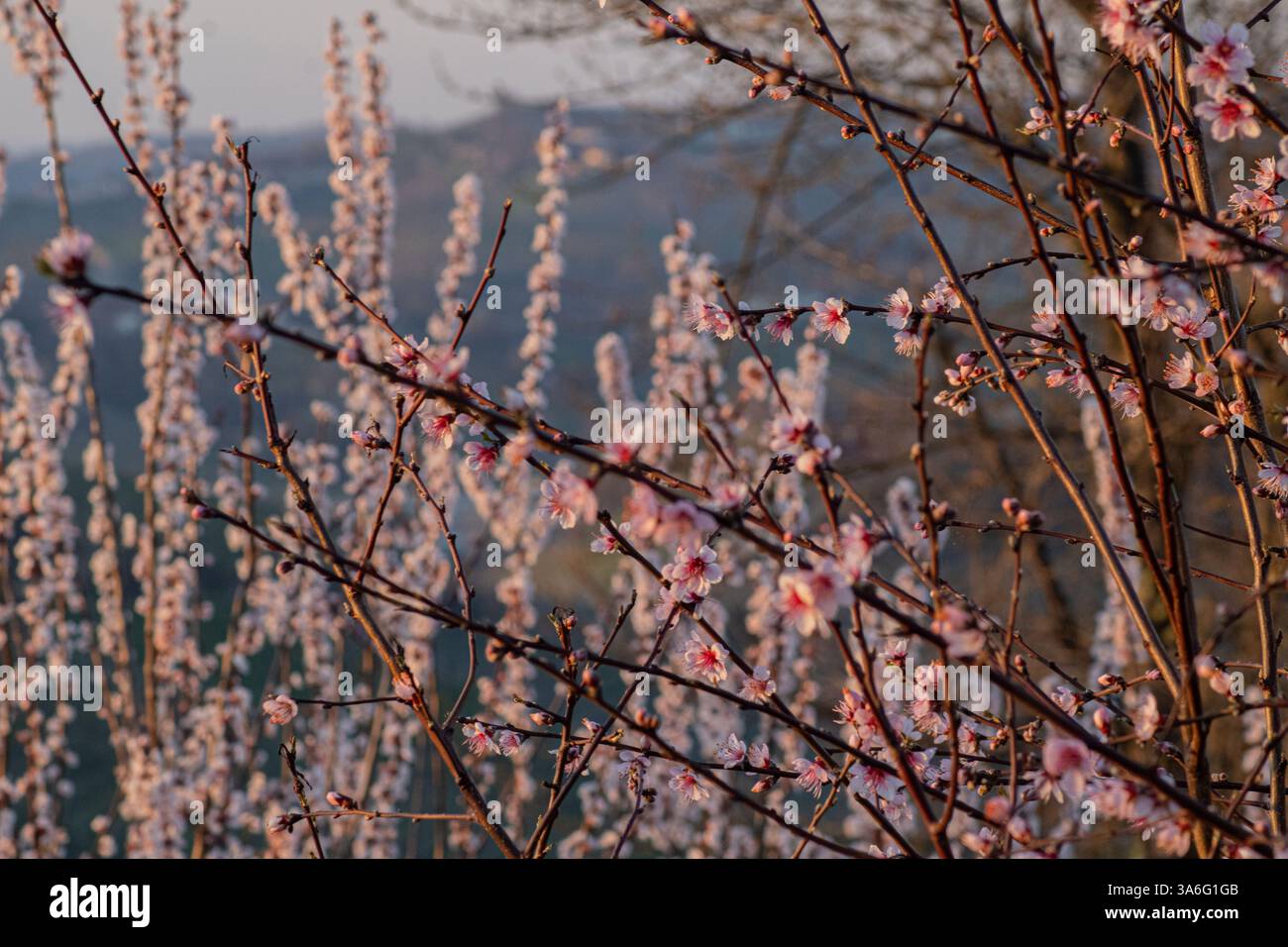 Delicate Pink Blossoms on Spring Tree Stock Photo