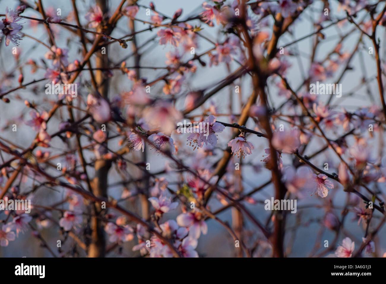 Delicate Pink Blossoms on Spring Tree Stock Photo