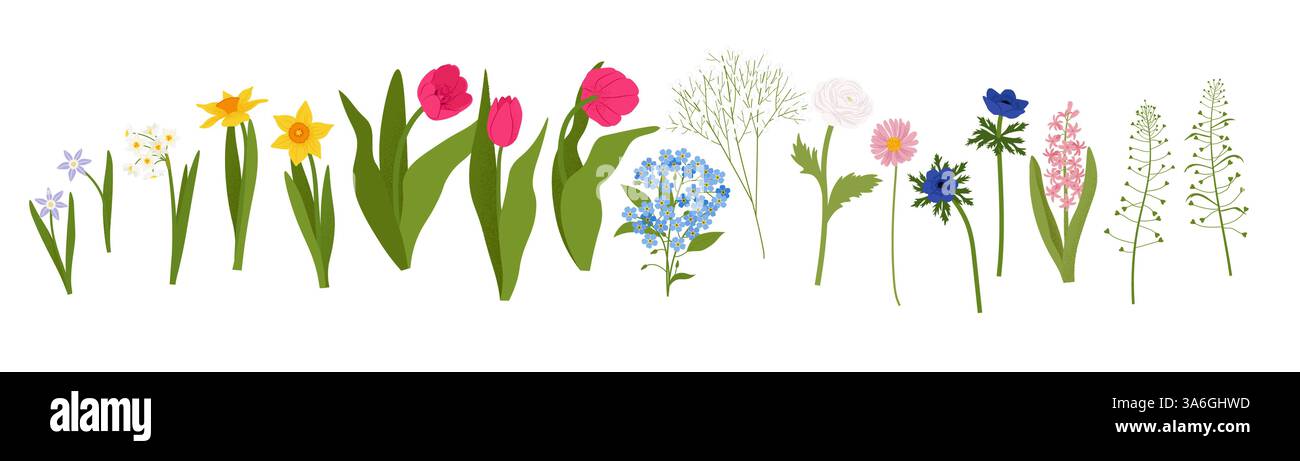 Spring flowers collection isolated on white background. Vector ...