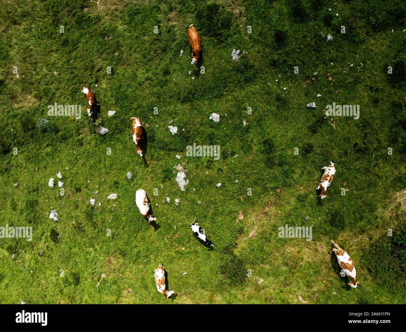 Aerial Drone View of Cows Grazing Peacefully on a Green Pasture ...