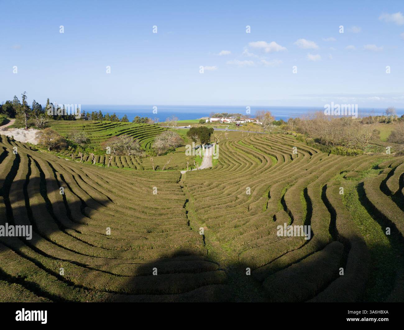 Azores Tea Tea plantation in the Azores, aerial top down view Stock Photo - Alamy