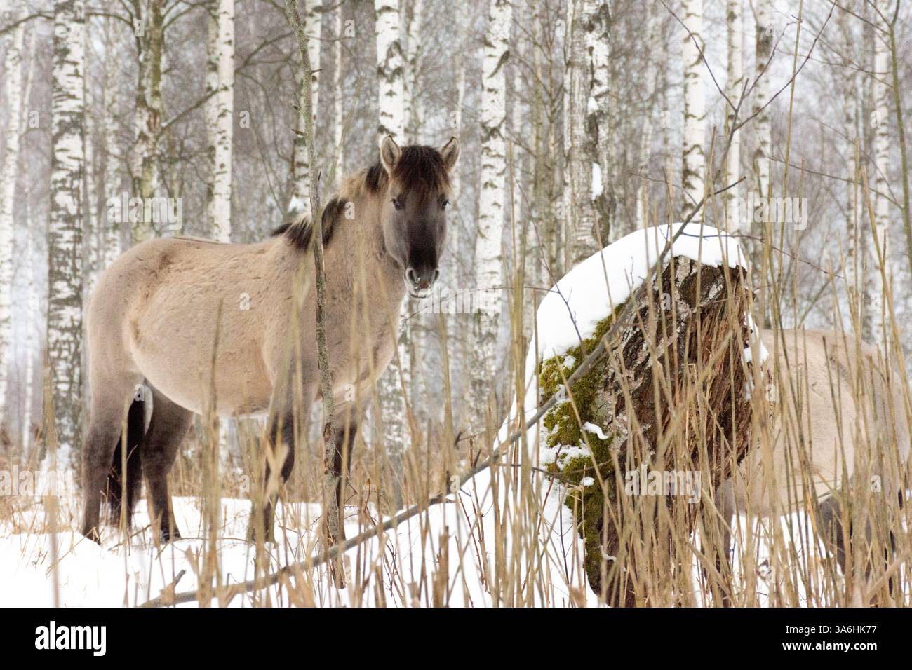 Lonely wild horse stands hi-res stock photography and images - Alamy