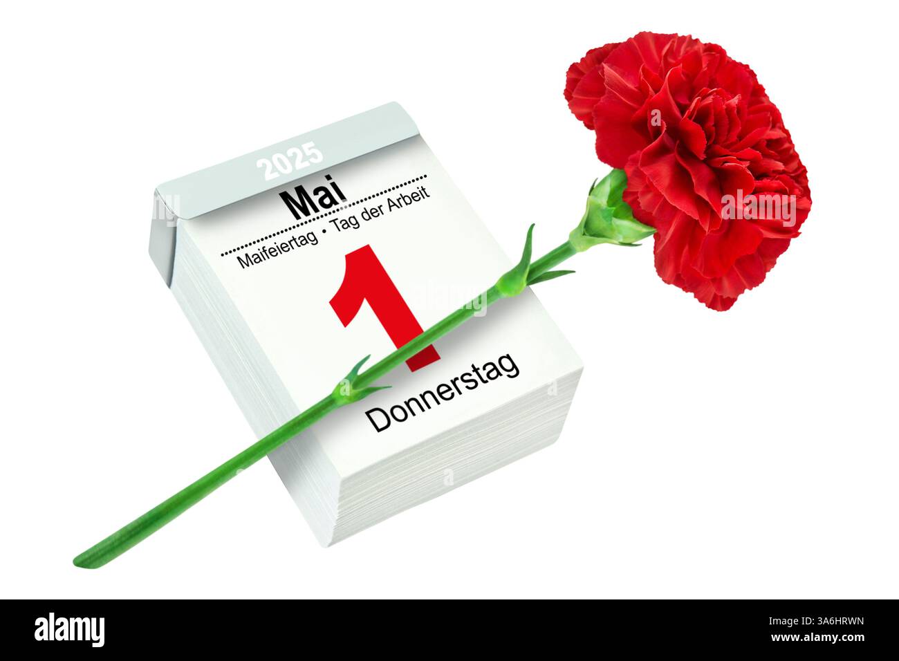 Deutscher Kalender 1. Mai  2025 Tag der Arbeit  Maifeiertag und rote Nelke Hintergrund weiss Stock Photo