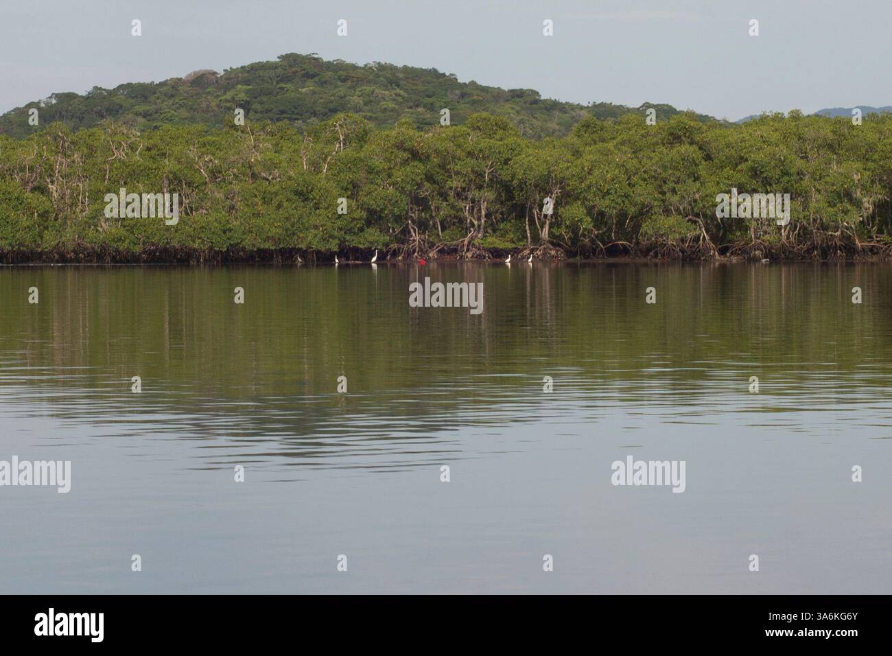 Jan 15, 2015 - Cananeia, Sao Paulo, Brazil - View of mangrove of Cardoso Island. (Credit Image: © Alexandre Moreira/ZUMAPRESS.com) Stock Photo