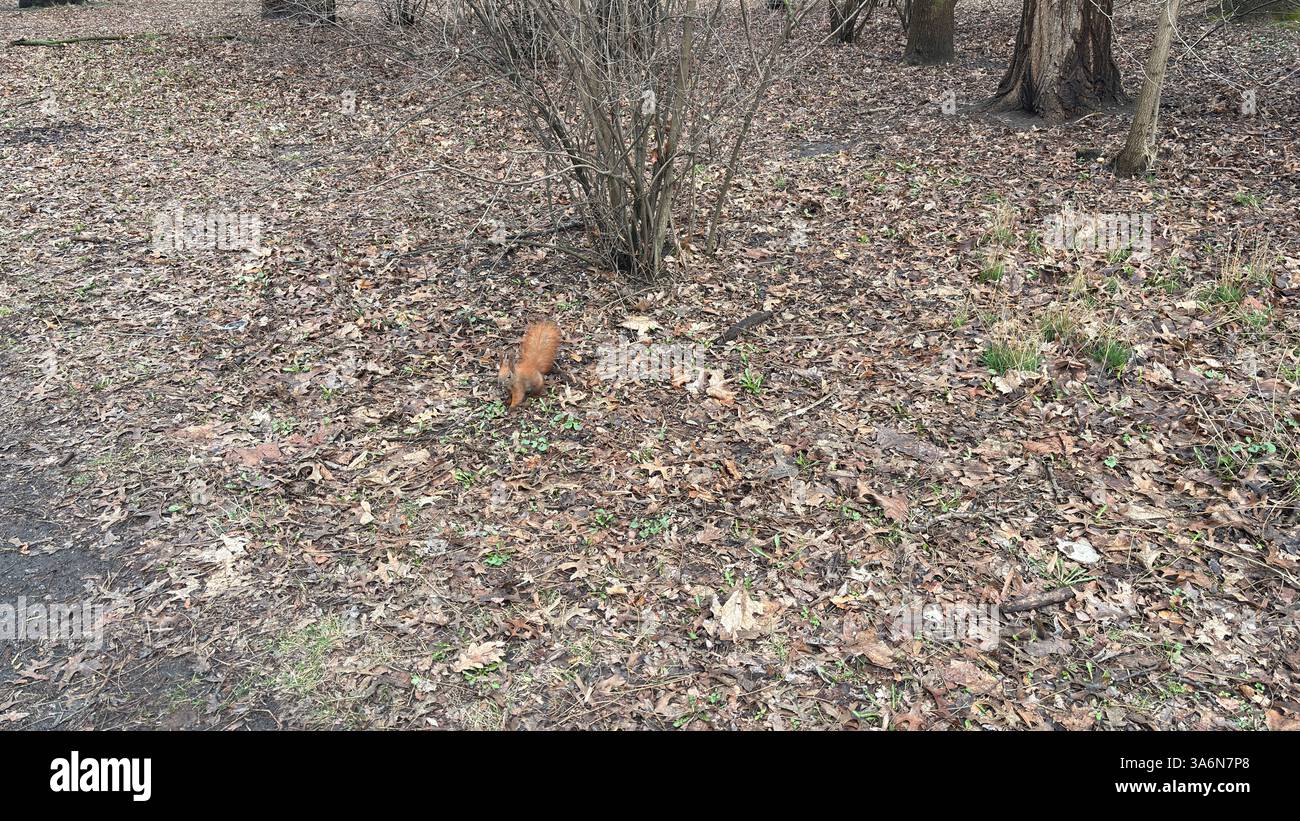 A friendly red squirrel in the park. Wild rodent animal - Smartphone Captured Stock Image