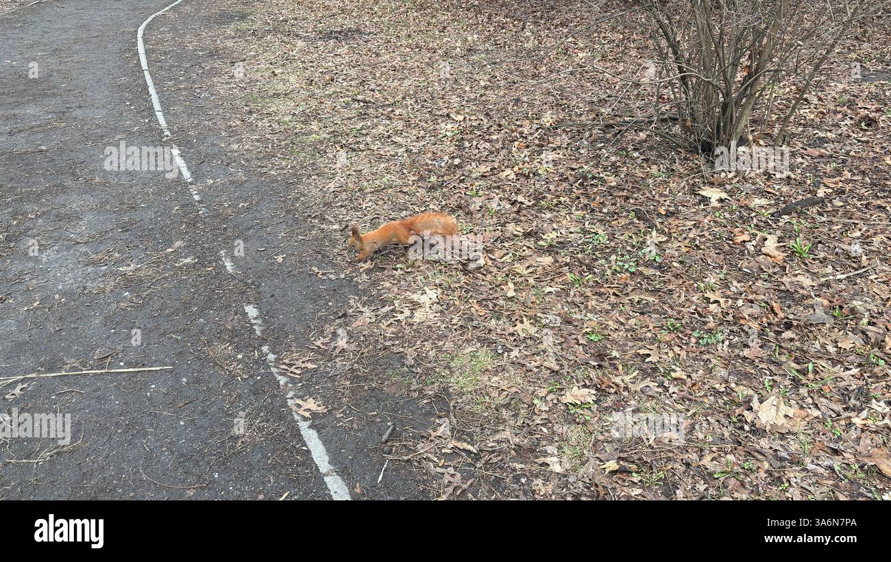 A friendly red squirrel in the park. Wild rodent animal - Smartphone Captured Stock Image