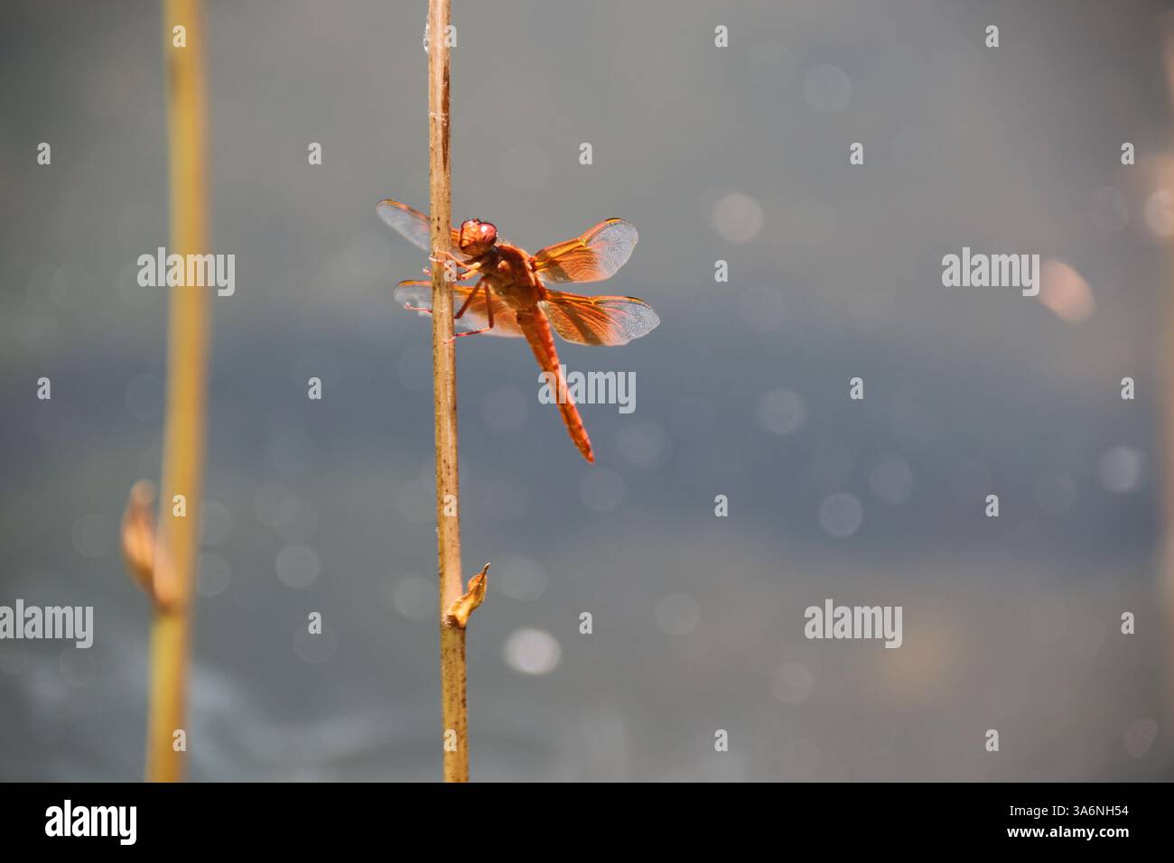 A colorful flame skimmer dragonfly resting on a branch Stock Photo - Alamy