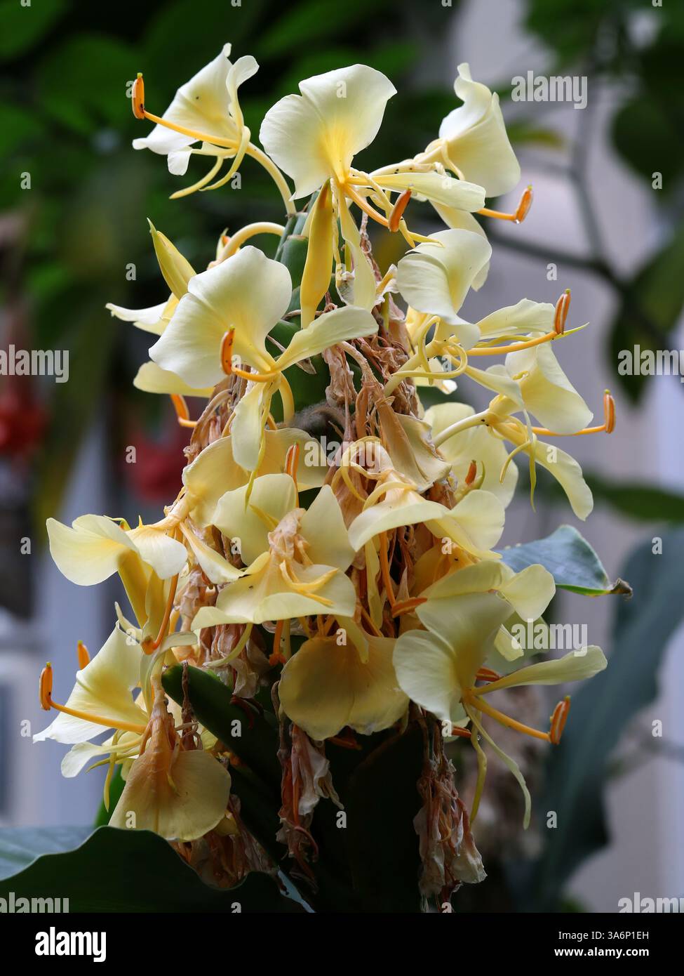 Var Garland Hedychium coronarium var subditum hi-res stock photography and images ...