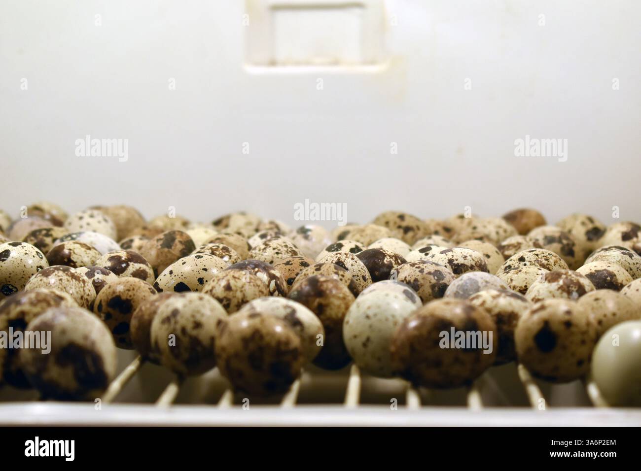 A close up of quail eggs in an incubator Stock Photo
