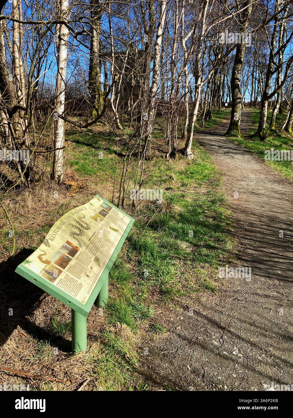 Path through the trees at Flanders Moss National Nature Reserve, Kippen, Scotland Stock Photo