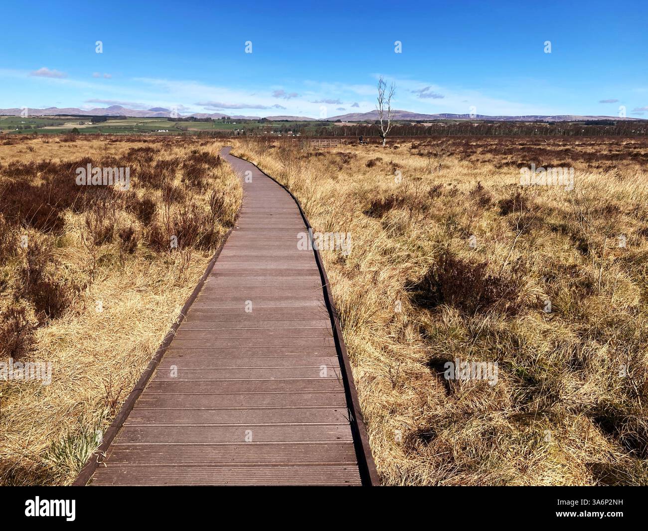 View along the boardwalk and across the raised peat bog at Flanders Moss National Nature Reserve, Kippen, Scotland Stock Photo