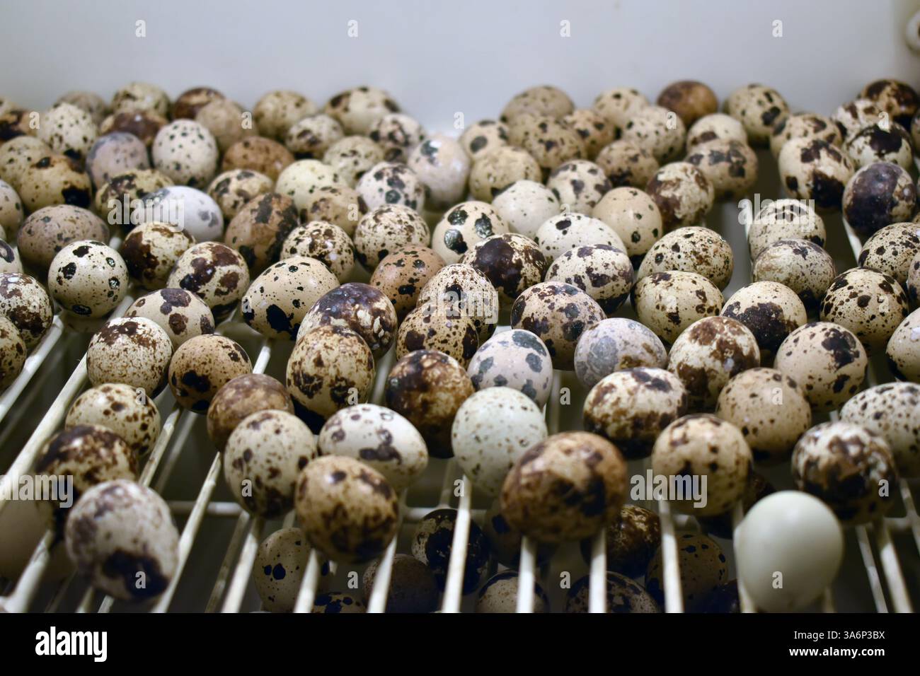 close up of quail eggs in an incubator Stock Photo