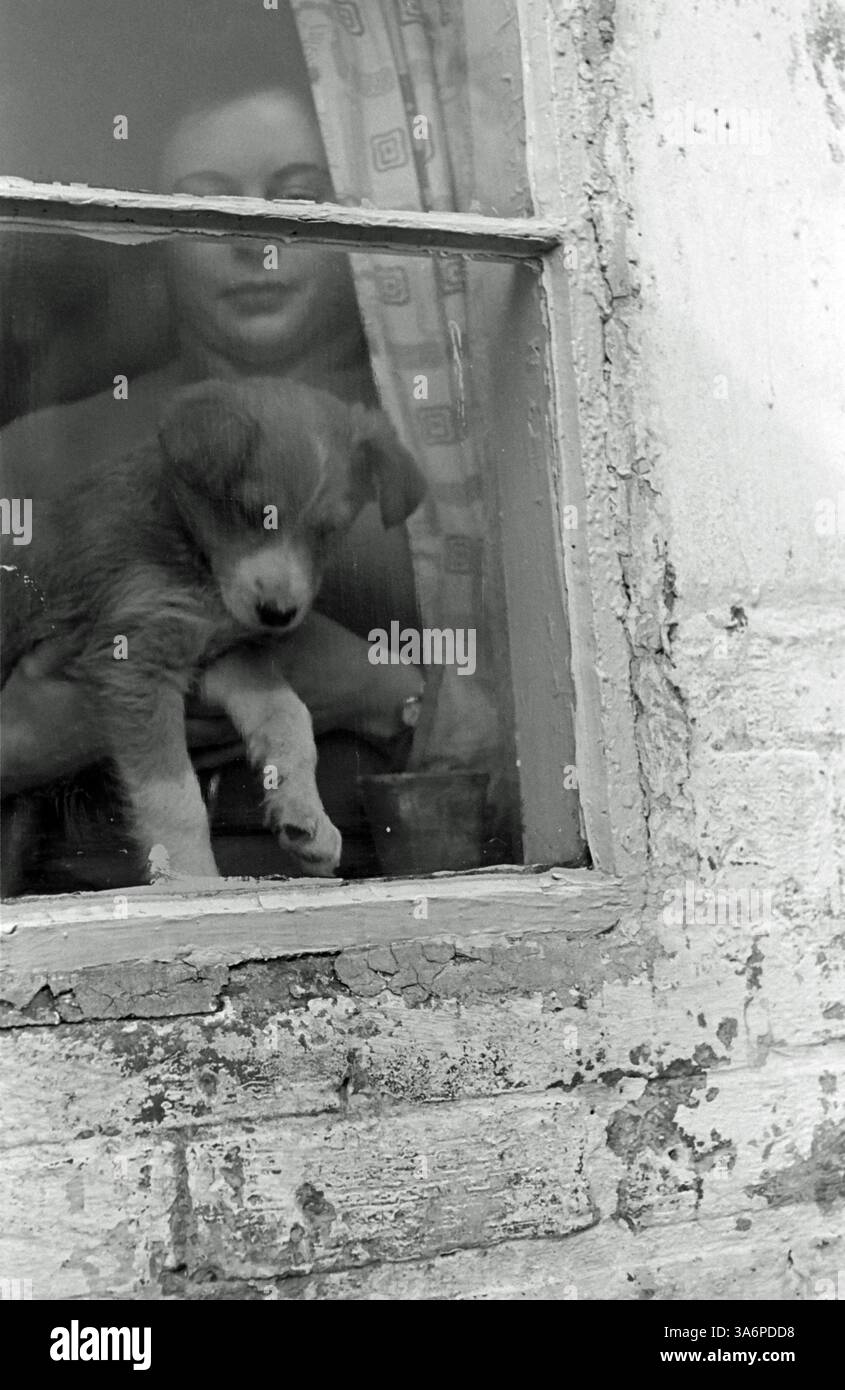 1950s Farm album, puppies lambs children 35 mm BW England UK Stock Photo