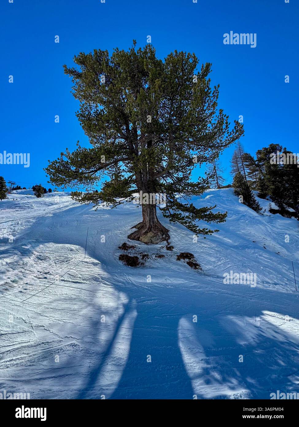 Majestic Lone Pine Tree in Snowy Landscape Stock Photo - Alamy