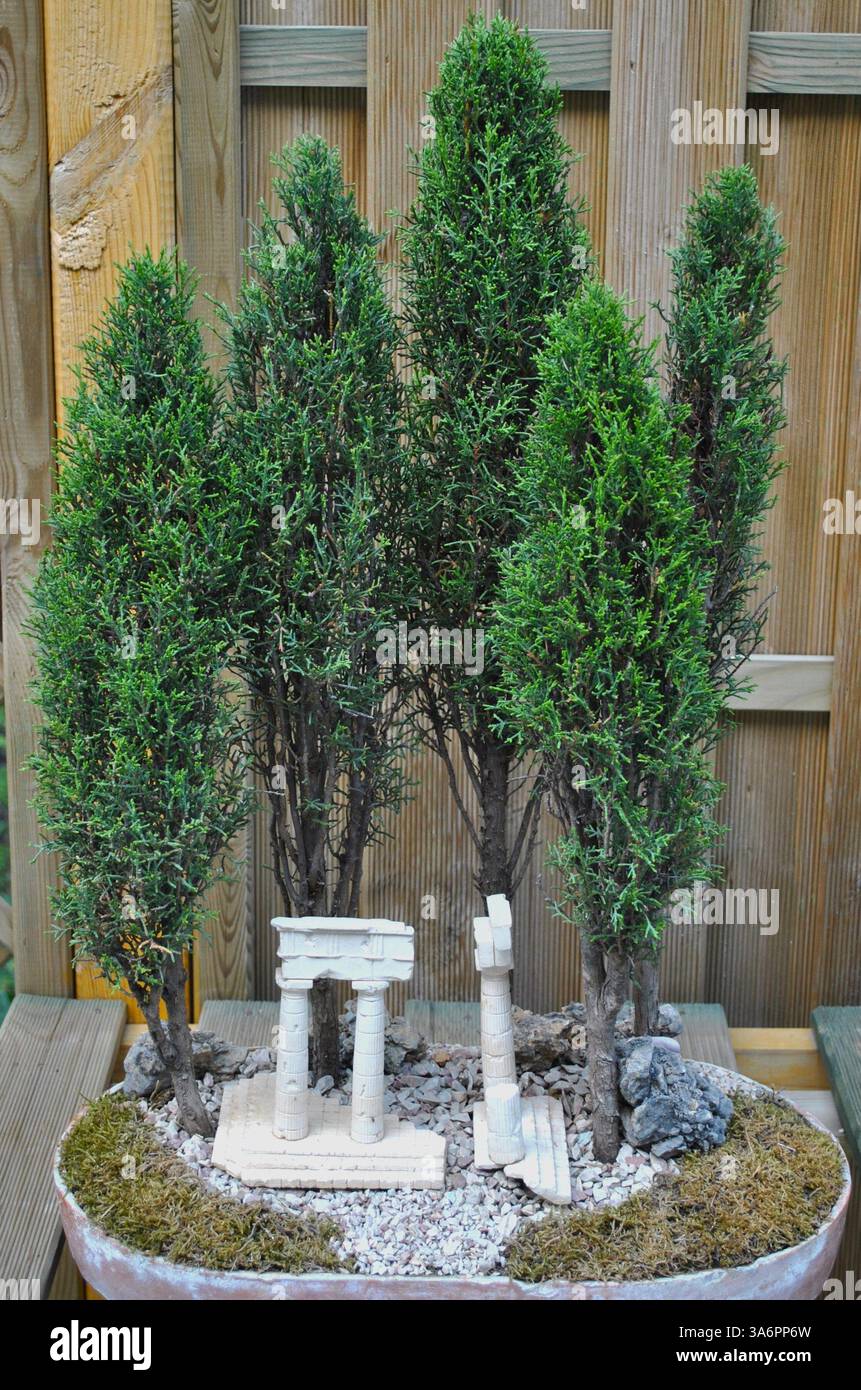 tsuga canadensis bonsai Miniature Garden Cole's Prostrate Canada Hemlock