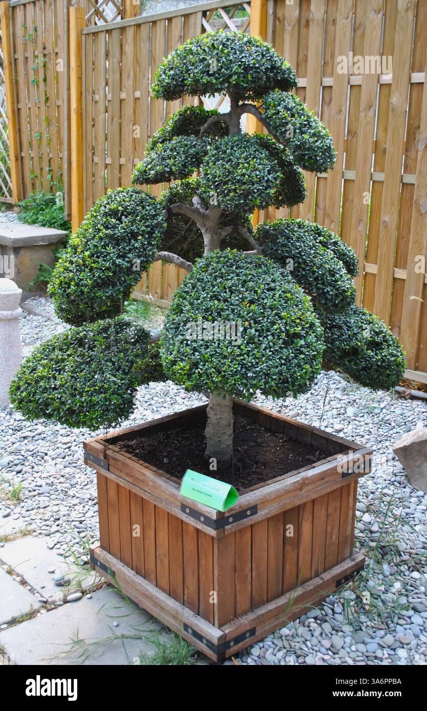 bonsai kantstr Japanese Cryptomeria #3 Bonsai Tree  Bella Bonsai Nursery