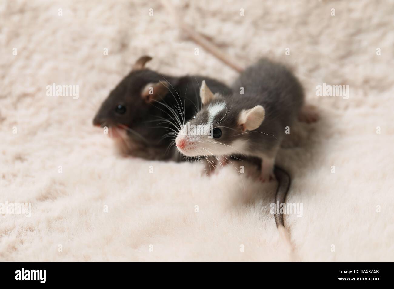 Two adorable little rats on faux fur Stock Photo - Alamy
