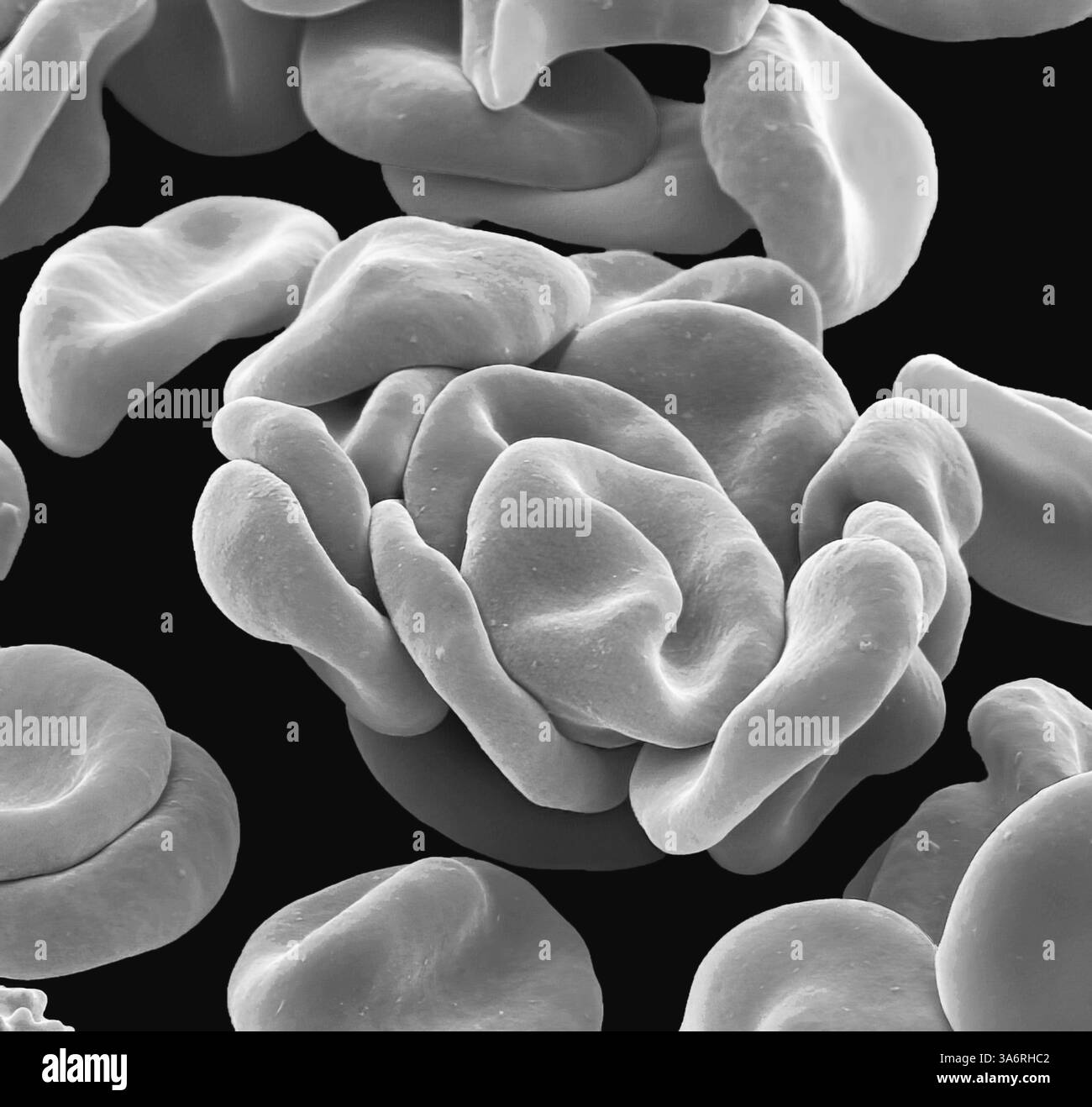 Red blood cells. Black and white scanning electron micrograph (SEM) of ...