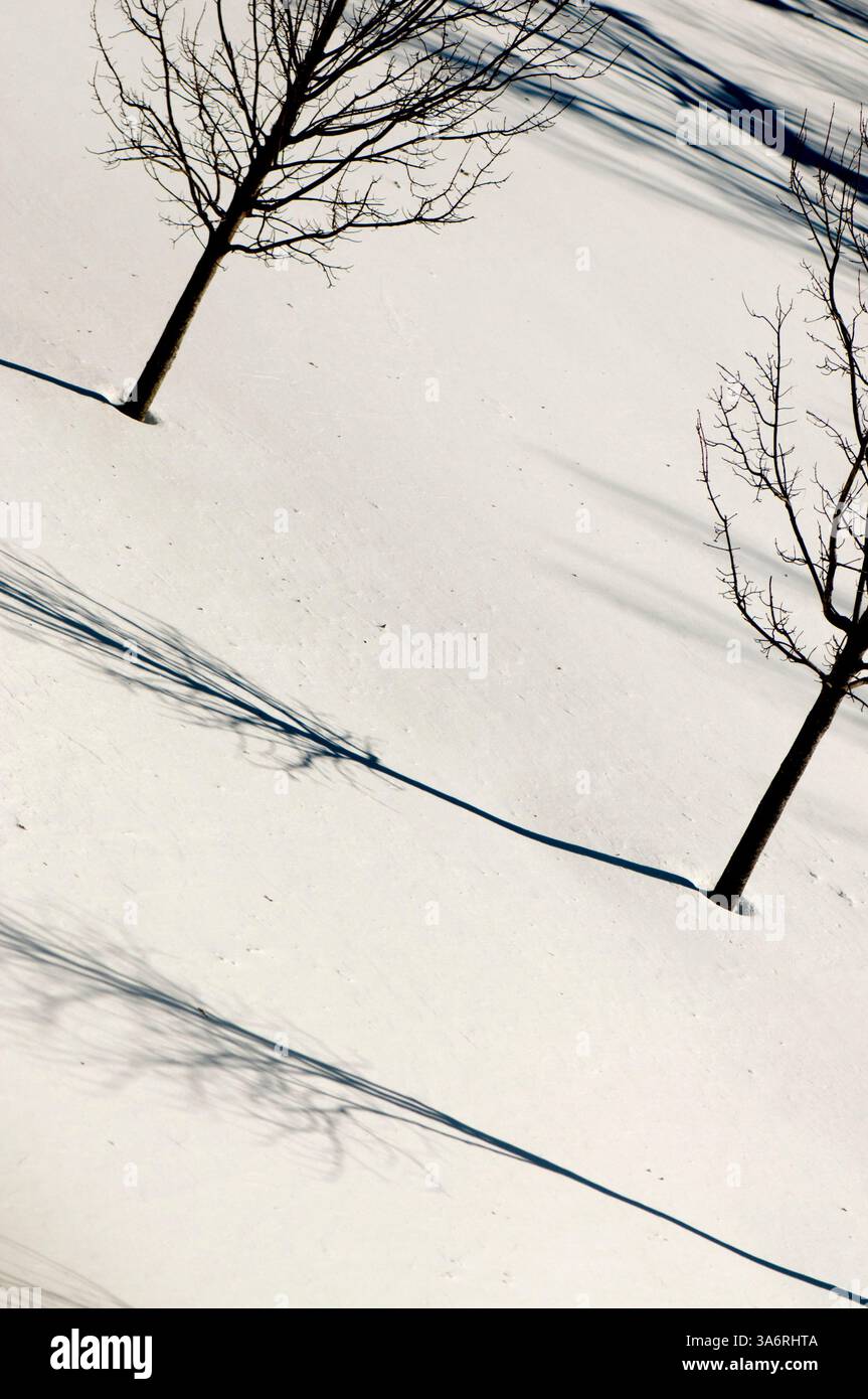 Shadows from trees falling on snow Stock Photo