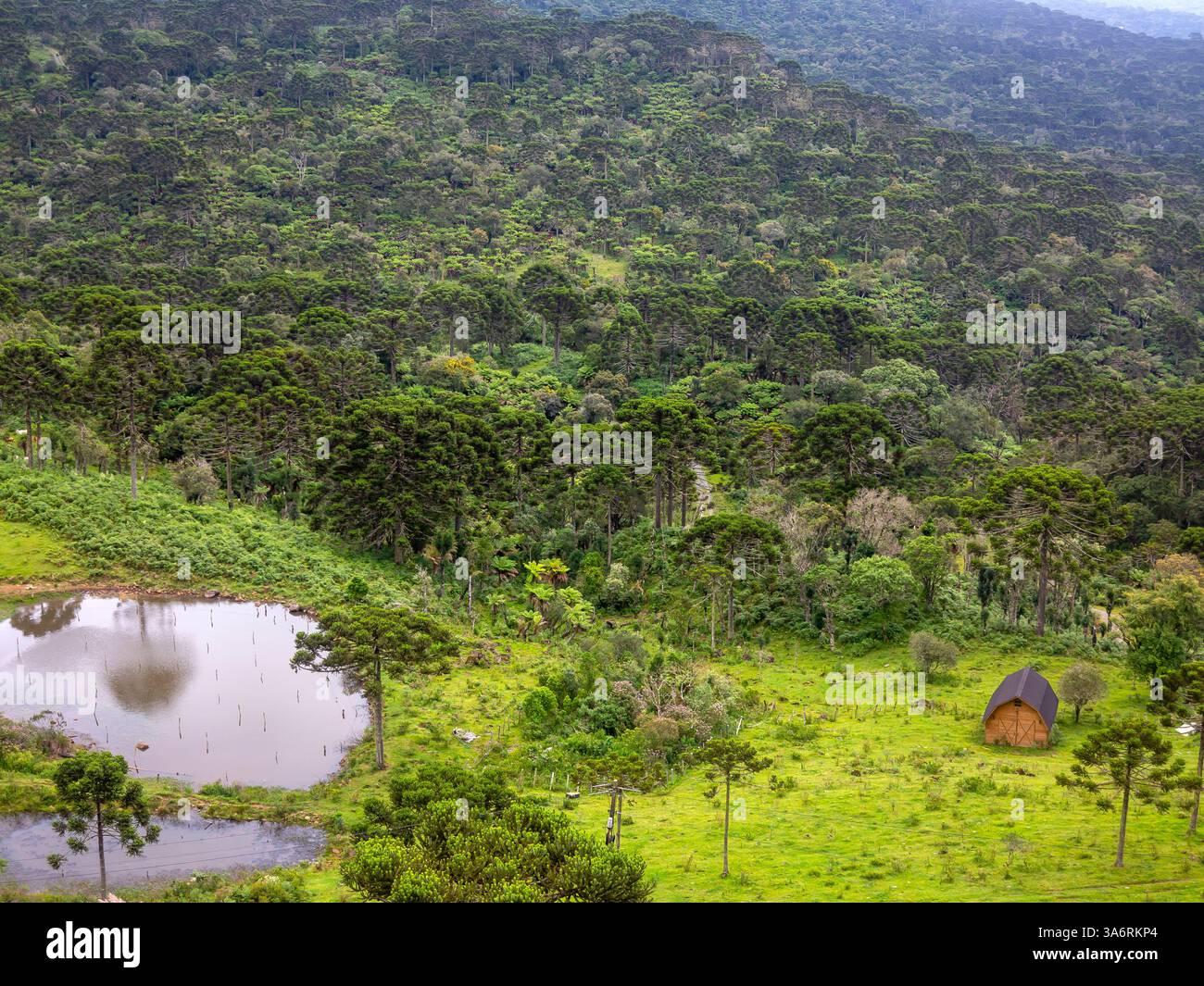 Lone house among the Araucaria trees at Urubici, Santa Catarina, Brazil Stock Photo