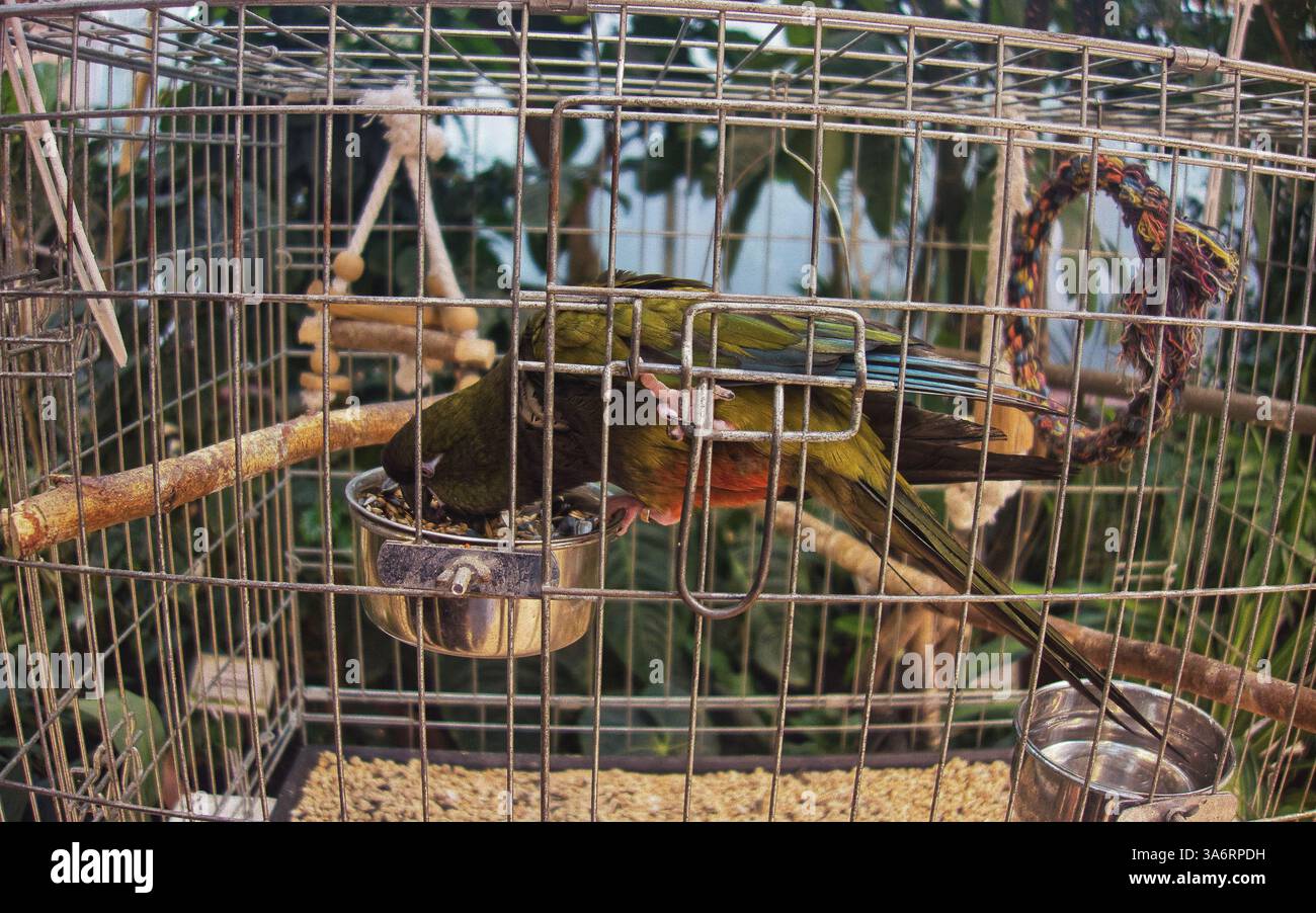 Parrot Inside Vibrant greenery inside large bird hi-res stock photography and images ...