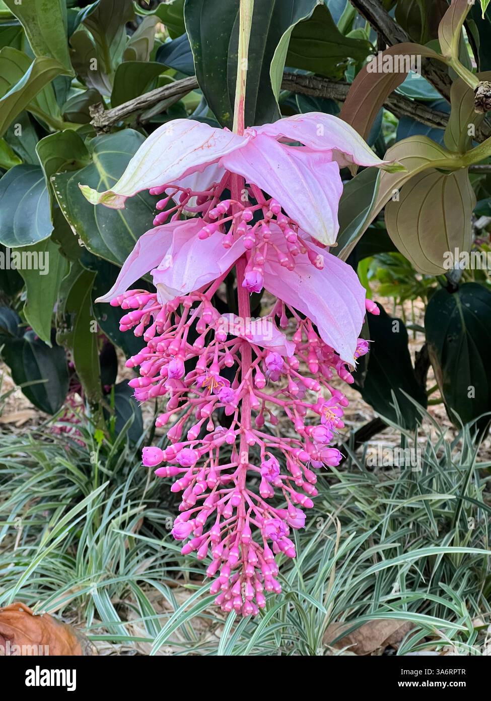 Medenilla Magnifica on Kauai Island - Smartphone Captured Stock Image