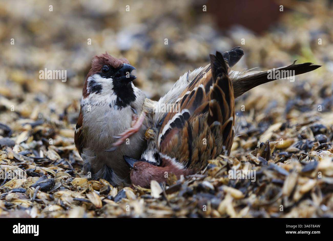 Two eurasian tree sparrows (Passer montanus) fighting under the bird feeder in spring. Stock Photo