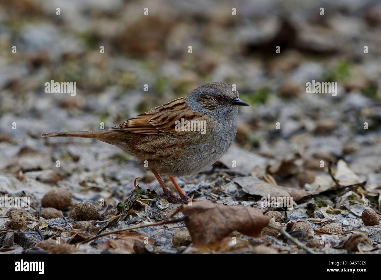 Dunnock (Prunella modularis) looking for food on the ground in garden in spring. Stock Photo