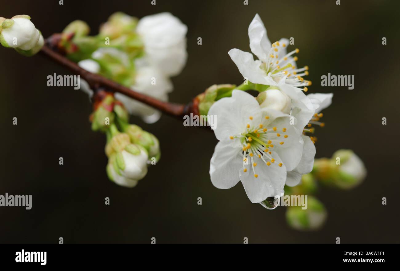 Buds of a cherry tree Stock Photo