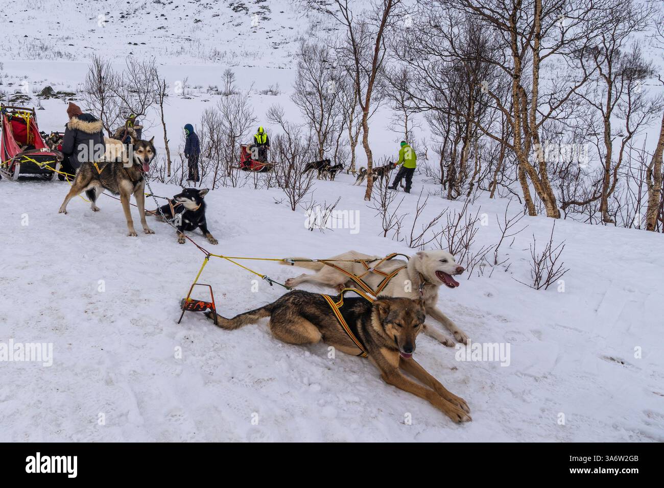 Sled dogs on tour in the freshly snow-covered mountains of Kvaløya, Troms, Norway. Sled dog guide with tourists outdoor in the wild winter wonderland. Stock Photo