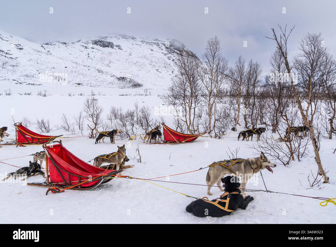 Sled dogs on tour in the freshly snow-covered mountains of Kvaløya, Troms, Norway. Sled dog guide with tourists outdoor in the wild winter wonderland. Stock Photo