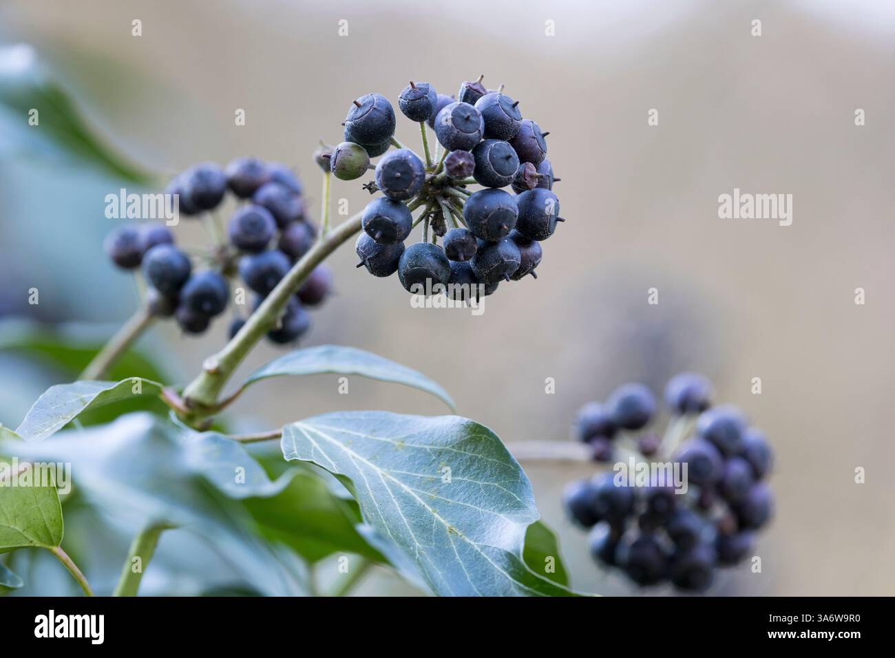 English ivy hi-res stock photography and images - Alamy