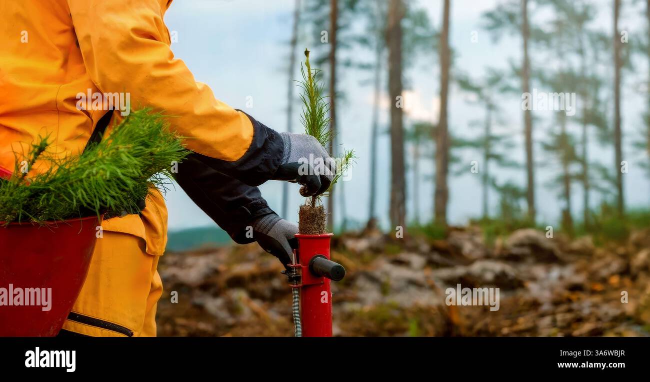 reforestation - worker plant a pine tree seedling with manual planting ...