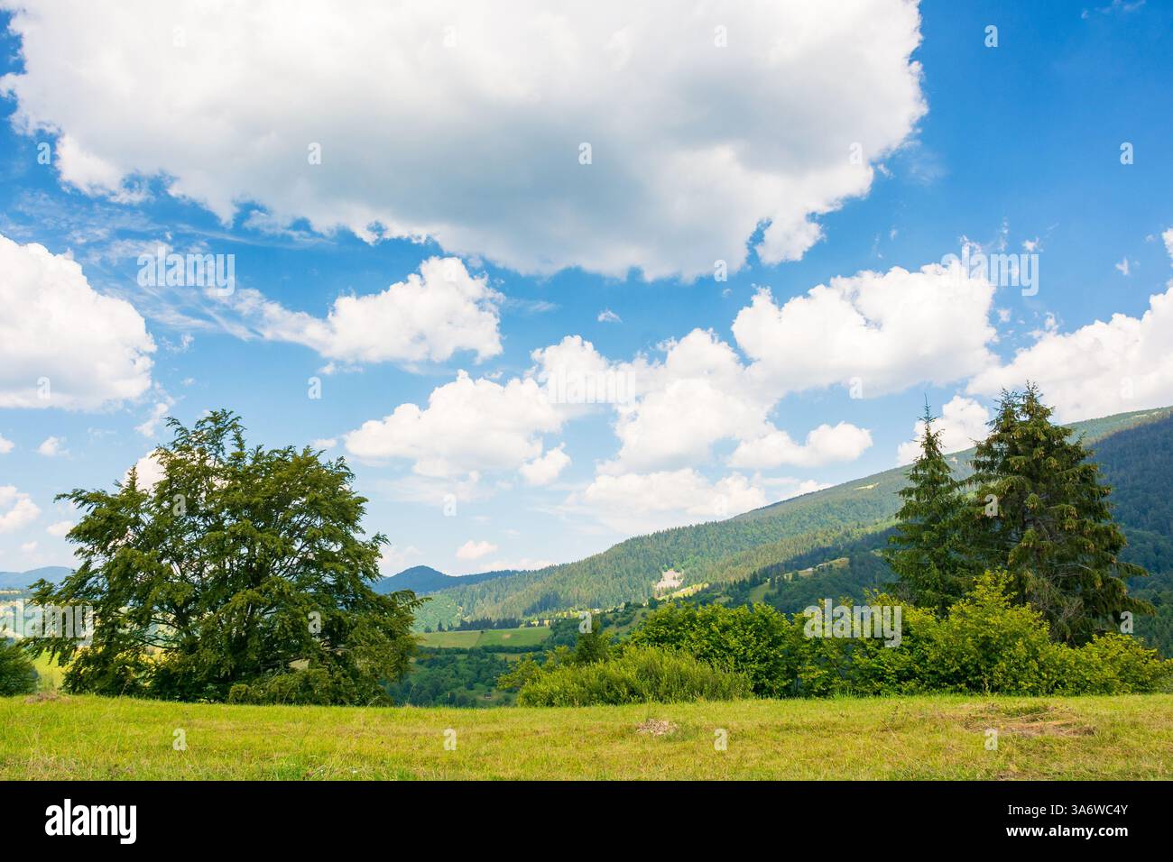 mountainous carpathian countryside scenery in summer. fir tree on the grassy alpine hill. summer vacations in highlands of ukraine. view in to the dis Stock Photo