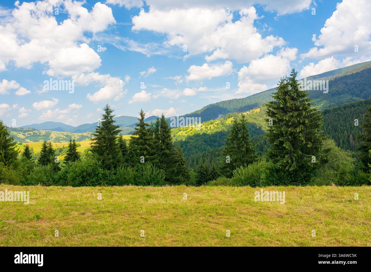 mountainous carpathian countryside scenery in summer. fir tree on the grassy alpine hill. summer vacations in highlands of ukraine. view in to the dis Stock Photo