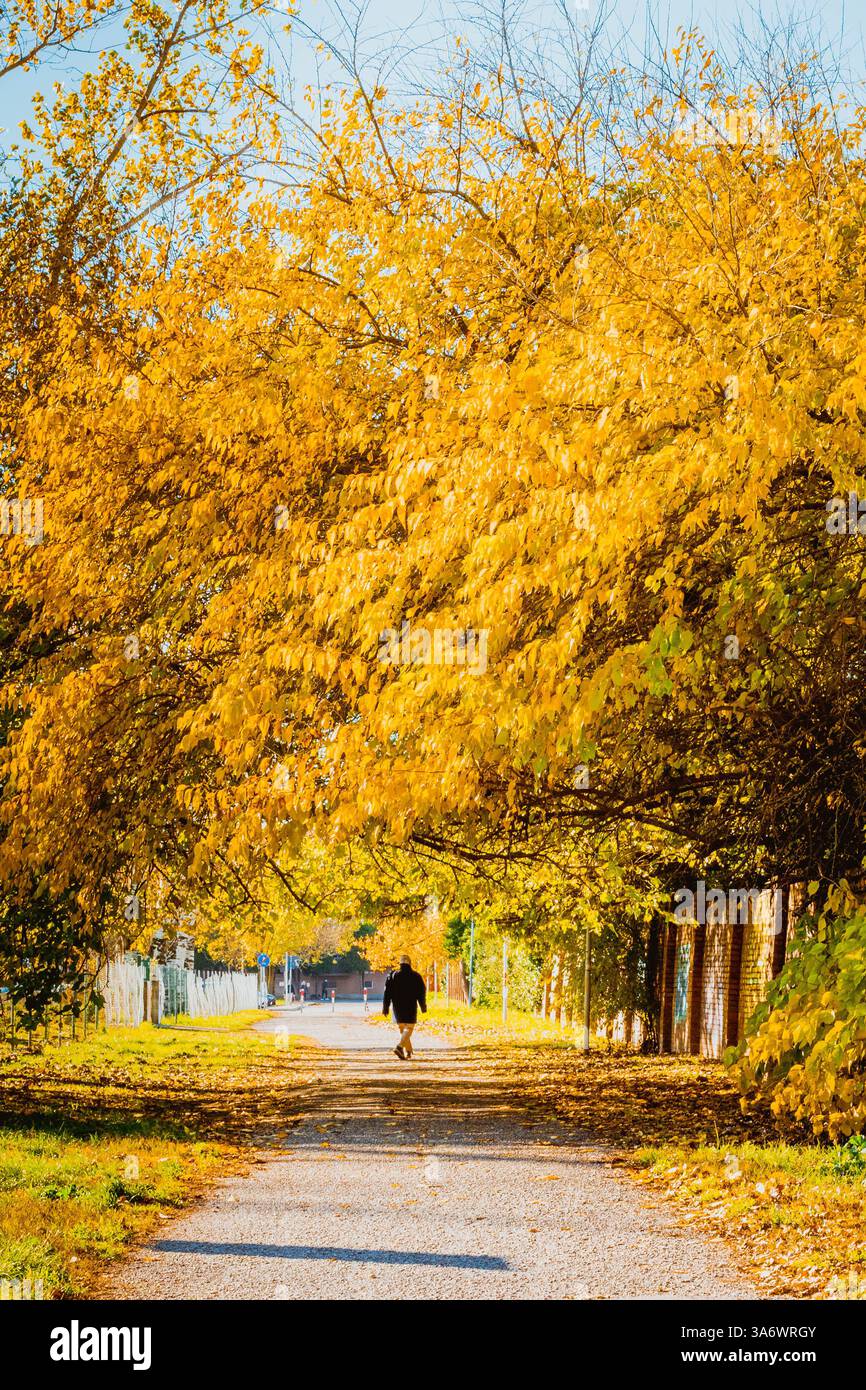A man walking under the foliage of trees in autumn Stock Photo - Alamy