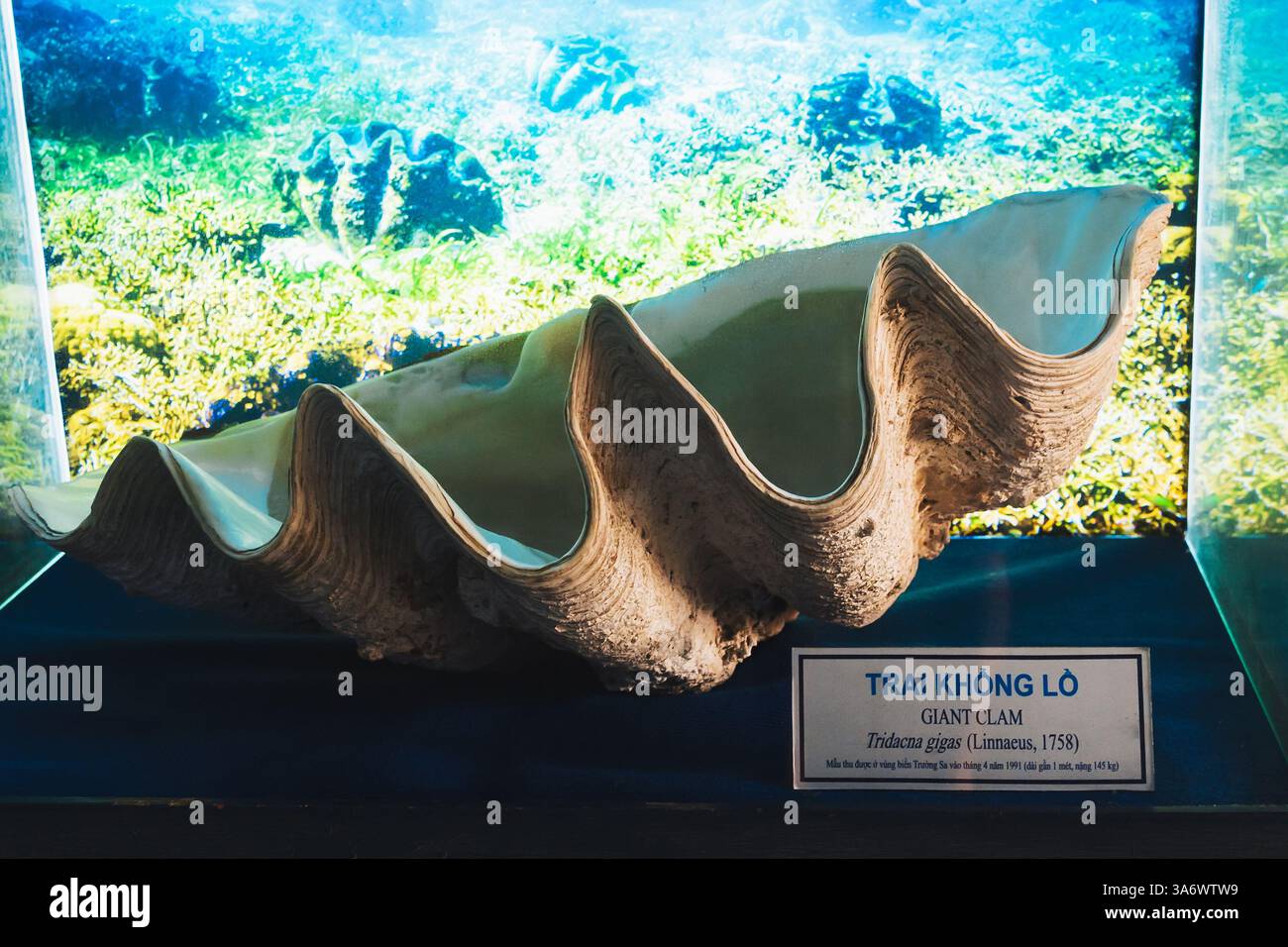A giant clam shell at the Nha Trang Oceanography Museum, Vietnam Stock ...