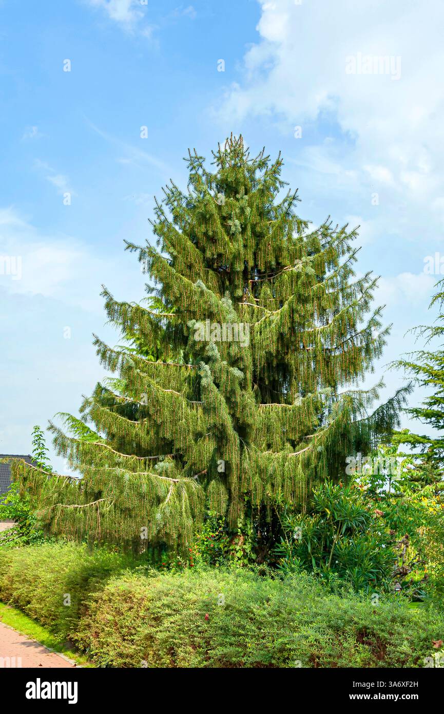 Brewer spruce picea breweriana hi-res stock photography and images