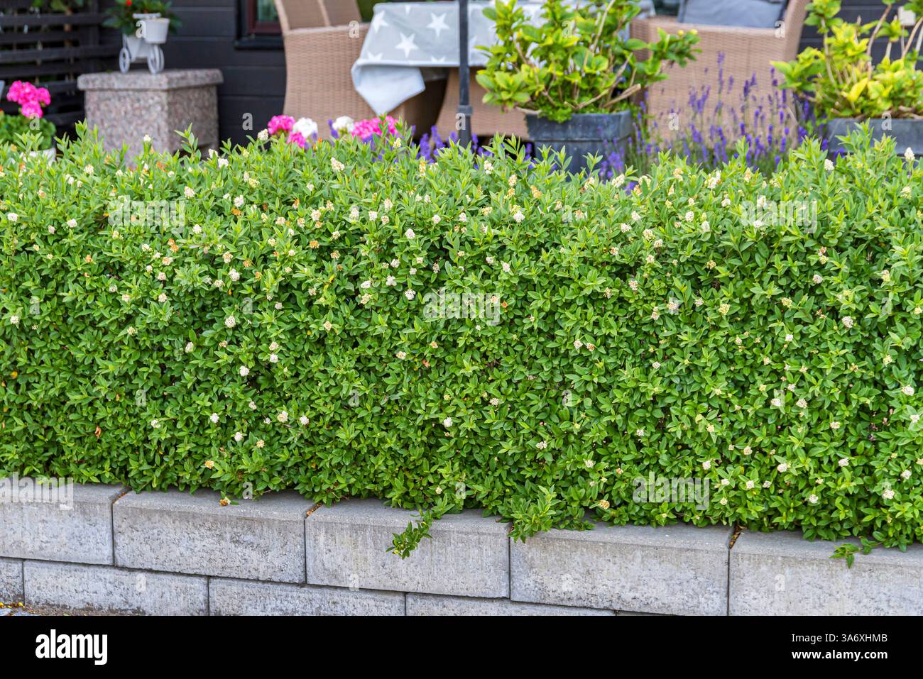 potato plant White Potato Vine Stake — Green Acres Nursery & Supply