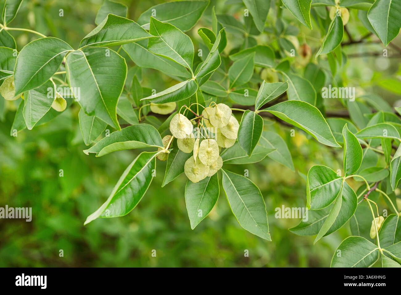 wafer ash, hop tree, stinking ash (Ptelea trifoliata, Ptelea isophylla ...
