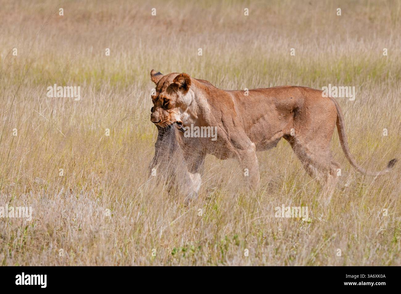 lion (Panthera leo), lioness walking through dry grass with a freshly ...