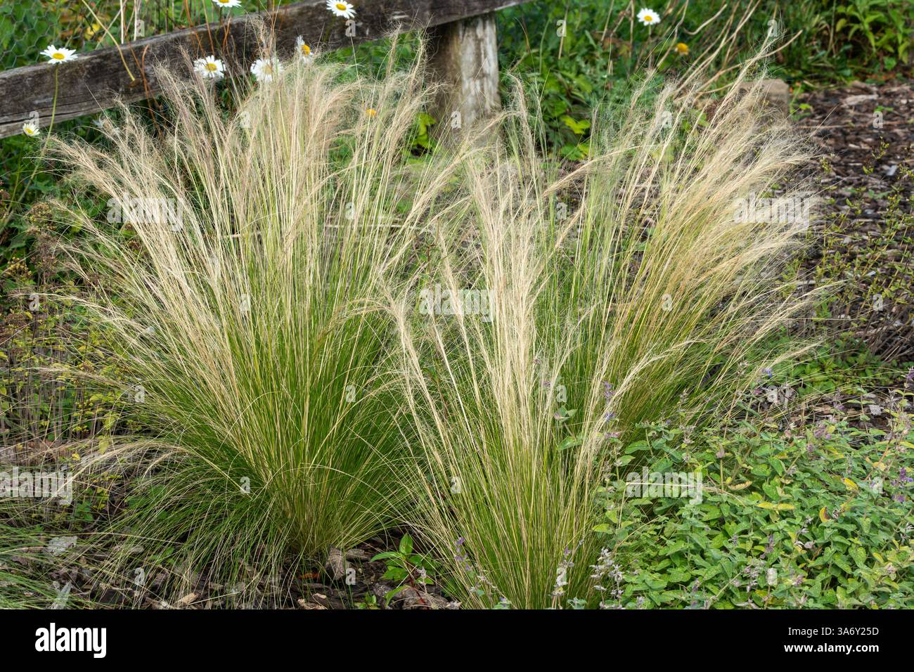 Nassella tenuissima plant commonly known as Mexican feathertop grass or Texas needle grass, gardening stock photo image Stock Photo