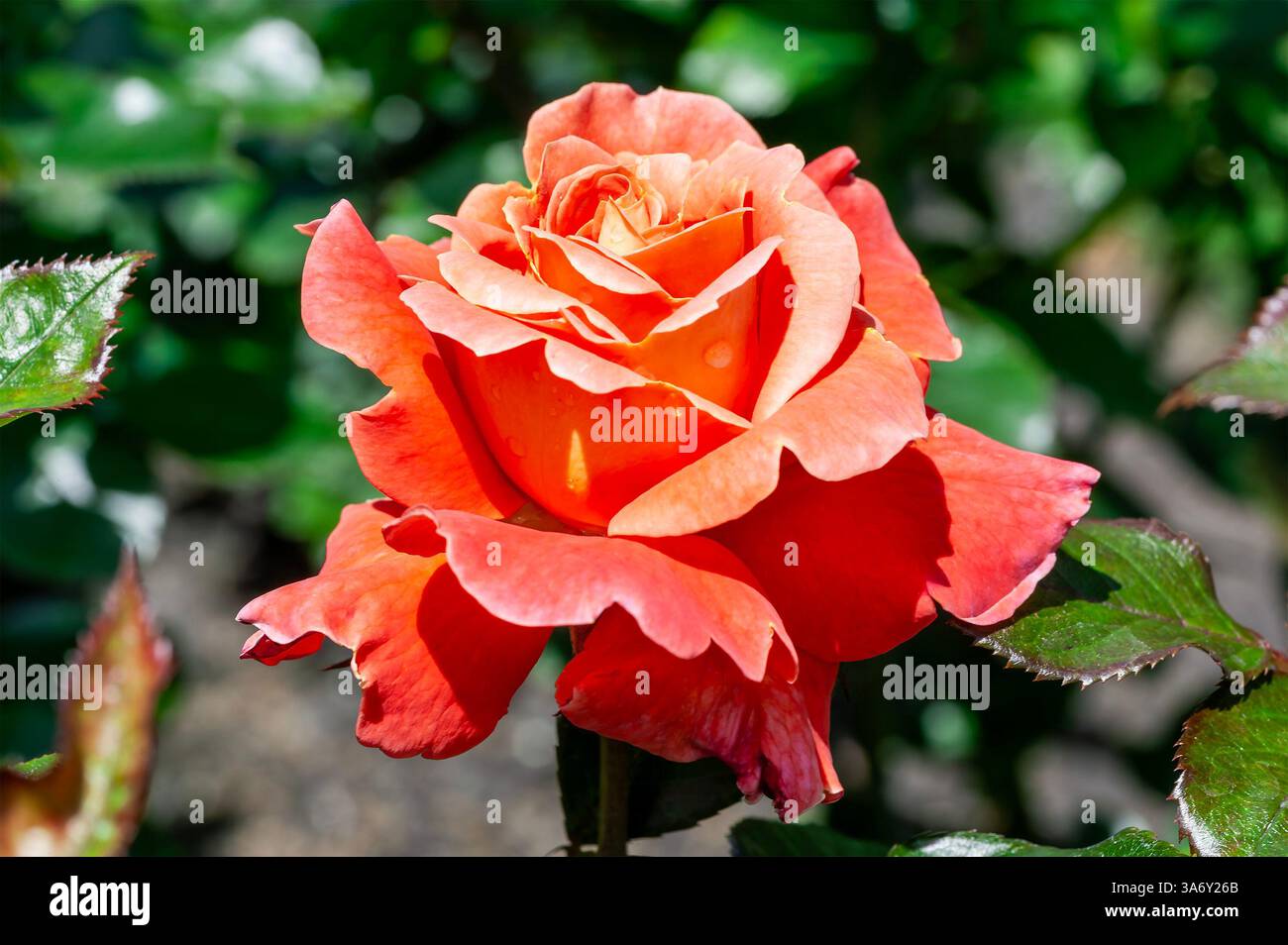 Rosa wandering minstrel hi-res stock photography and images - Alamy