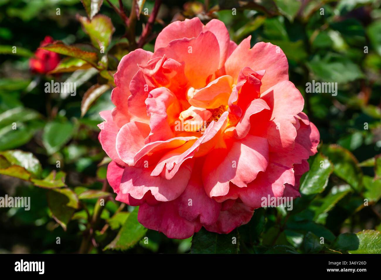 Rosa wandering minstrel hi-res stock photography and images - Alamy