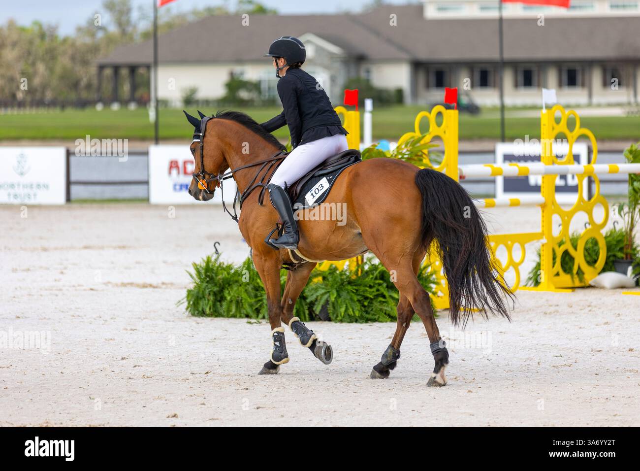 A woman rides a beautiful bay horse in front of a yellow fence Stock ...
